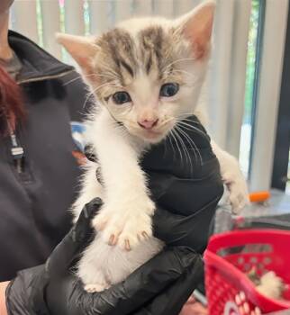 Sprout -  Domestic Short Hair Cat for Adoption in Nashville, Tennessee - Sprout | PetCurious