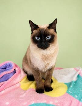 Sesame -  Siamese Cat for Adoption in Rock Springs, Wyoming - Sesame | PetCurious