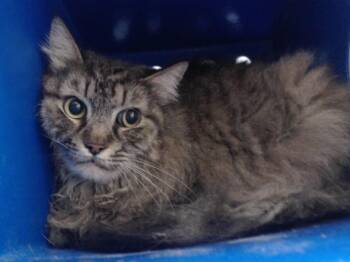 YODA -  Domestic Medium Hair Cat for Adoption in Orlando, Florida - YODA | PetCurious