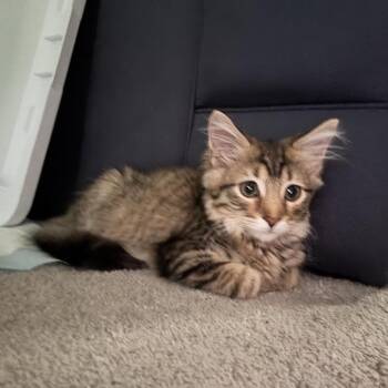 Jazmyn Nyx -  Domestic Long Hair Cat for Adoption in Madison, Wisconsin - Jazmyn Nyx | PetCurious