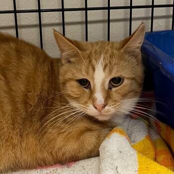 Rescue Domestic Short Hair Cats for Adoption in Yankton, South Dakota - Galeo | PetCurious