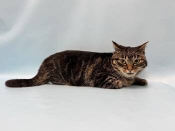 Rescue Domestic Short Hair Cats for Adoption in Minneapolis, Minnesota - Denny | PetCurious