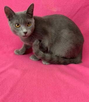 Cantaloupe -  Russian Blue Cat for Adoption in Kingsland, Georgia - Cantaloupe | PetCurious