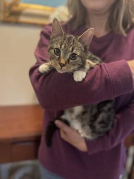 Rescue Domestic Short Hair Cats for Adoption in Gradyville, Kentucky - Tracy | PetCurious