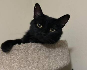 Rescue Domestic Short Hair Cats for Adoption in Charleston, West Virginia - BLAIR | PetCurious