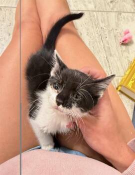 A1267032 -  Domestic Short Hair Cat for Adoption in Charlotte, North Carolina - A1267032 | PetCurious