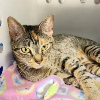 Domestic Short Hair Cats Available for Adoption in Daytona Beach, Florida - Willow | PetCurious