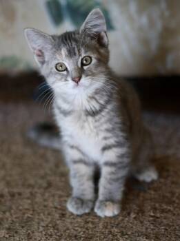Nermal -  Tabby and Domestic Short Hair Cat for Adoption in Skyline, Minnesota - Nermal | PetCurious