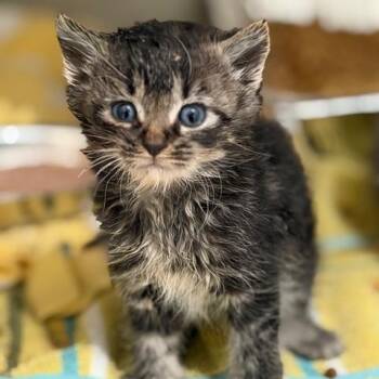 Pomegranate -  Domestic Medium Hair Cat for Adoption in Cumming, Georgia - Pomegranate | PetCurious