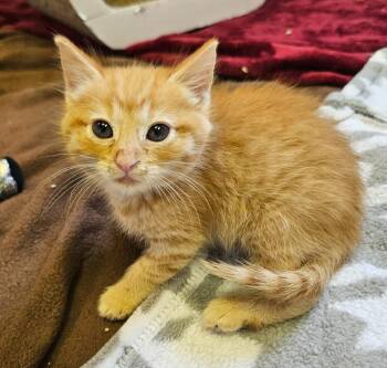 Sparrow -  Domestic Short Hair Cat for Adoption in Sherwood, Arkansas - Sparrow | PetCurious