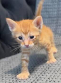CHITA RIVERA -  Domestic Medium Hair Cat for Adoption in Modesto, California - CHITA RIVERA | PetCurious