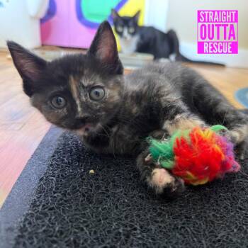 Violet -  Domestic Short Hair Cat Available for Adoption in Vancouver, British Columbia - Violet | PetCurious
