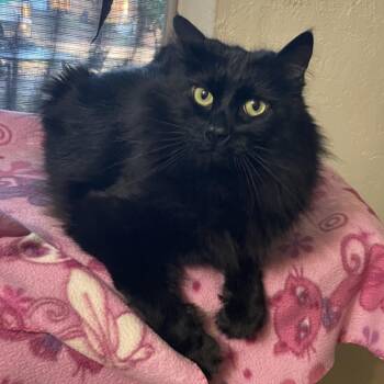 William -  Domestic Medium Hair Cat for Adoption in Prescott, Arizona - William | PetCurious