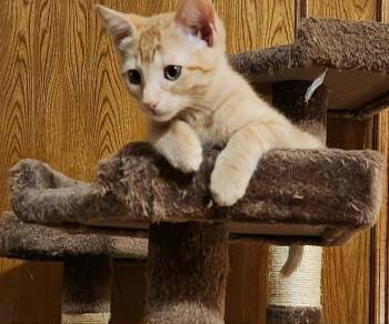 Spark -  Domestic Short Hair Cat for Adoption in Mansfield, Texas - Spark | PetCurious