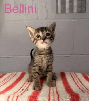 Bellini -  Domestic Short Hair Cat for Adoption in Fort Worth, Texas - Bellini | PetCurious