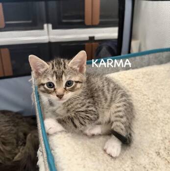 Domestic Short Hair Cats Available for Adoption - Karma | PetCurious
