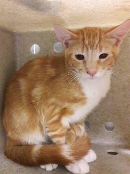 Spitz -  Domestic Short Hair Cat for Adoption in Mesquite, Nevada - Spitz | PetCurious
