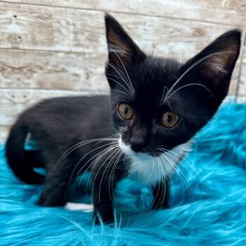 Paz -  Domestic Short Hair Cat for Adoption in Lexington, Kentucky - Paz | PetCurious