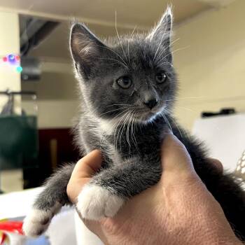 Mayo -  Domestic Short Hair Cat for Adoption in Harrisville, West Virginia - Mayo | PetCurious