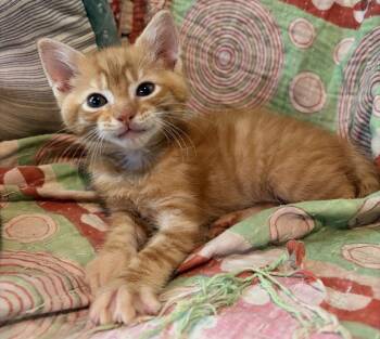 Frank Ocean -  Domestic Short Hair Cat for Adoption in Raleigh, North Carolina - Frank Ocean | PetCurious