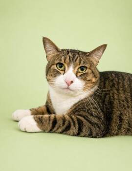 Prim -  Domestic Long Hair Cat for Adoption in Rock Springs, Wyoming - Prim | PetCurious