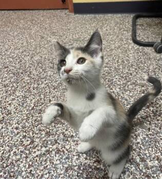 Patty -  Domestic Short Hair Cat for Adoption in Westland, Michigan - Patty | PetCurious