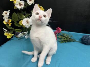 Luna -  Domestic Short Hair Cat for Adoption in Fayetteville, Georgia - Luna | PetCurious