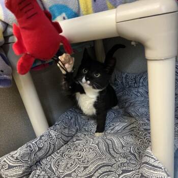 Domestic Short Hair Cats Available for Adoption in Keizer, Oregon - Petrie | PetCurious