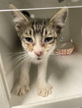 KINGER -  Domestic Short Hair Cat for Adoption in Ontario, California - KINGER | PetCurious