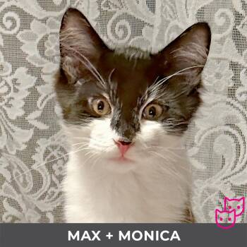 Max (bonded with Monica) -  Domestic Medium Hair Cat for Adoption in Toronto, Ontario - Max (bonded With Monica) | PetCurious