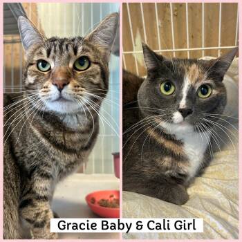 Rescue Domestic Short Hair Cats for Adoption in Mokena, Illinois - Gracie Girl & Cali Baby | PetCurious