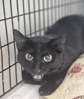 Domestic Short Hair Cats Available for Adoption - Wren | PetCurious