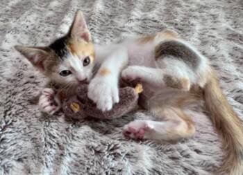 Scarlett -  Domestic Short Hair Cat for Adoption in Fort Collins, Colorado - Scarlett | PetCurious