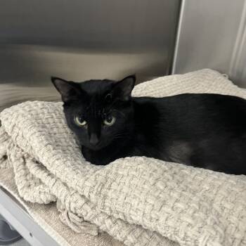 Rescue Domestic Short Hair Cats for Adoption in Jupiter, Florida - October | PetCurious