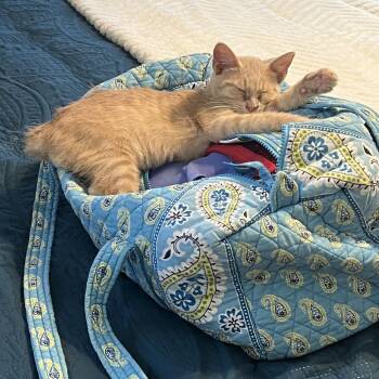 Squirt Bert -  Domestic Short Hair Cat for Adoption - Squirt Bert | PetCurious