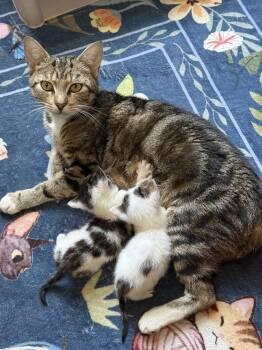 Purrsephone -  Domestic Short Hair Cat Available for Adoption in St. Cloud, Florida - Purrsephone | PetCurious