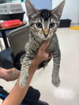 ANNA NICCOLE -  Domestic Short Hair Cat for Adoption in Belton, Texas - ANNA NICCOLE | PetCurious