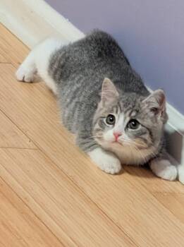 Domestic Medium Hair Cats Available for Adoption - Wiggles | PetCurious