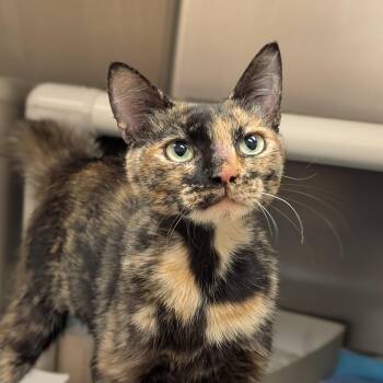 Topaz -  Domestic Short Hair Cat for Adoption in St. Augustine, Florida - Topaz | PetCurious