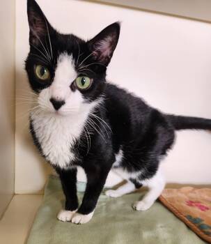 Rescue Domestic Short Hair Cats for Adoption - Tyga | PetCurious