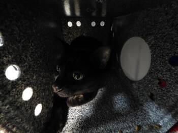 Burk (Working Cat) -  Domestic Short Hair Cat for Adoption in Huntington, Indiana - Burk (Working Cat) | PetCurious