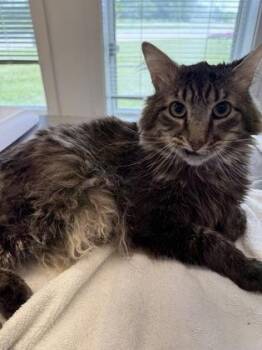 Richard -  Domestic Long Hair and Domestic Short Hair Cat for Adoption in Lafayette, Indiana - Richard | PetCurious