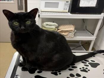 Domestic Short Hair Cats Available for Adoption in Derwood, Maryland - COLA | PetCurious