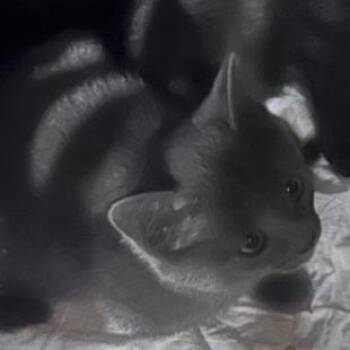 7B Mia Roswell -  Domestic Short Hair Cat for Adoption in Denver, Colorado - 7B Mia Roswell | PetCurious
