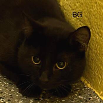 BG -  Domestic Short Hair Cat for Adoption in Parkersburg, West Virginia - BG | PetCurious