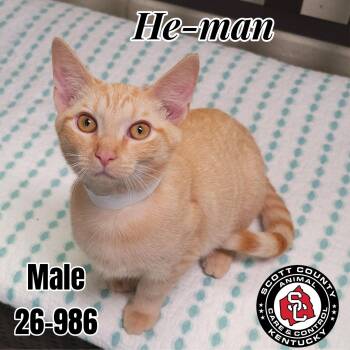 He-man -  Domestic Short Hair Cat for Adoption in Georgetown, Kentucky - He-man | PetCurious