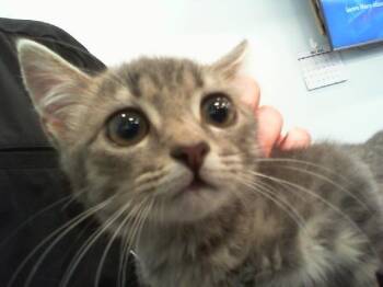 A1268062 -  Domestic Short Hair Cat for Adoption in Charlotte, North Carolina - A1268062 | PetCurious