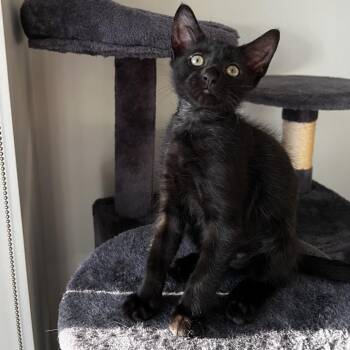 Lucid -  Domestic Short Hair Cat for Adoption in Sunrise, Florida - Lucid | PetCurious