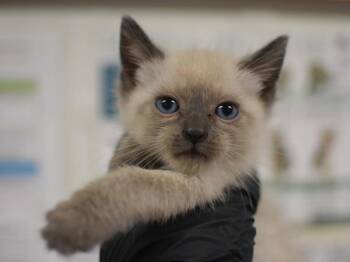 Lazlo -  Siamese Cat for Adoption in Portland, Oregon - Lazlo | PetCurious