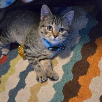 Rescue Domestic Short Hair Cats for Adoption in Union, Missouri - Dolly | PetCurious